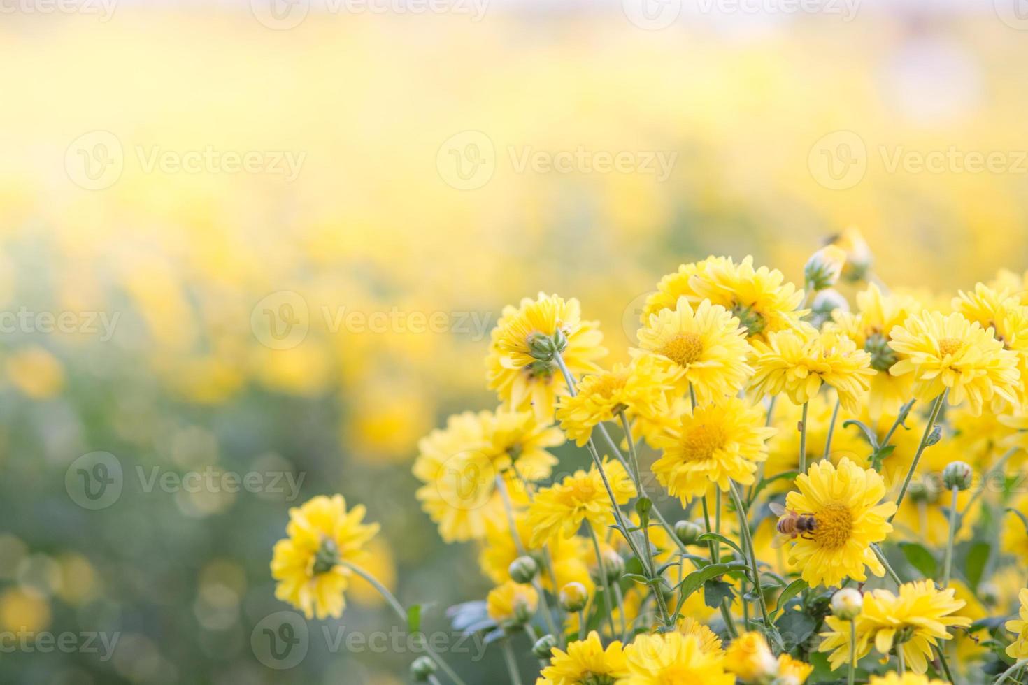 Yellow chrysanthemum flowers, chrysanthemum in the garden. Blurry flower for background, colorful plants photo