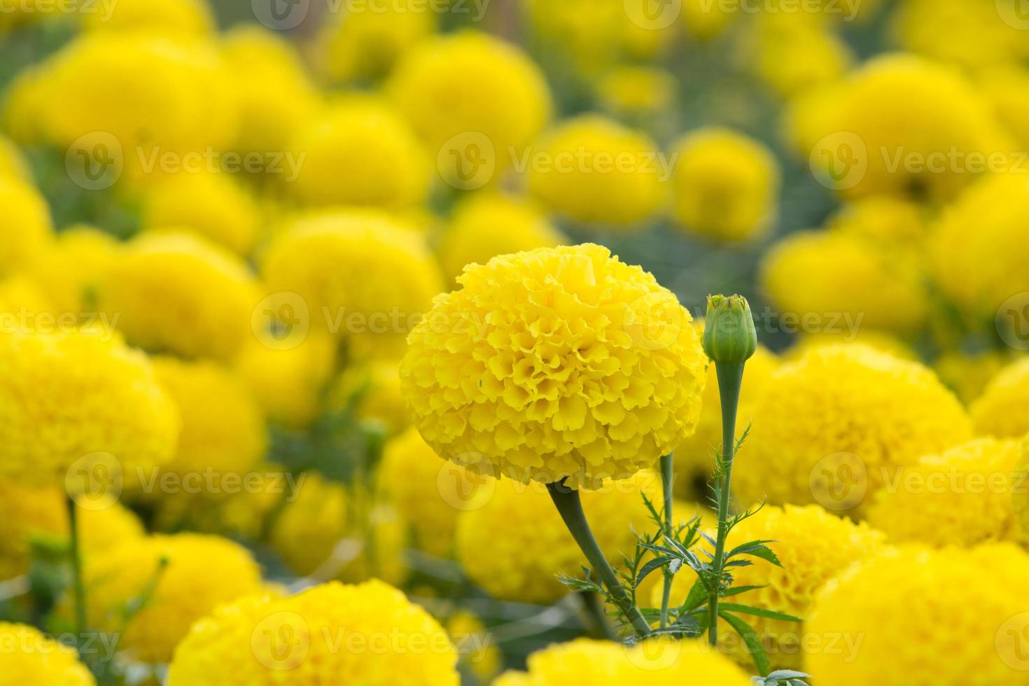 campos de flores de caléndulas, enfoque selectivo foto