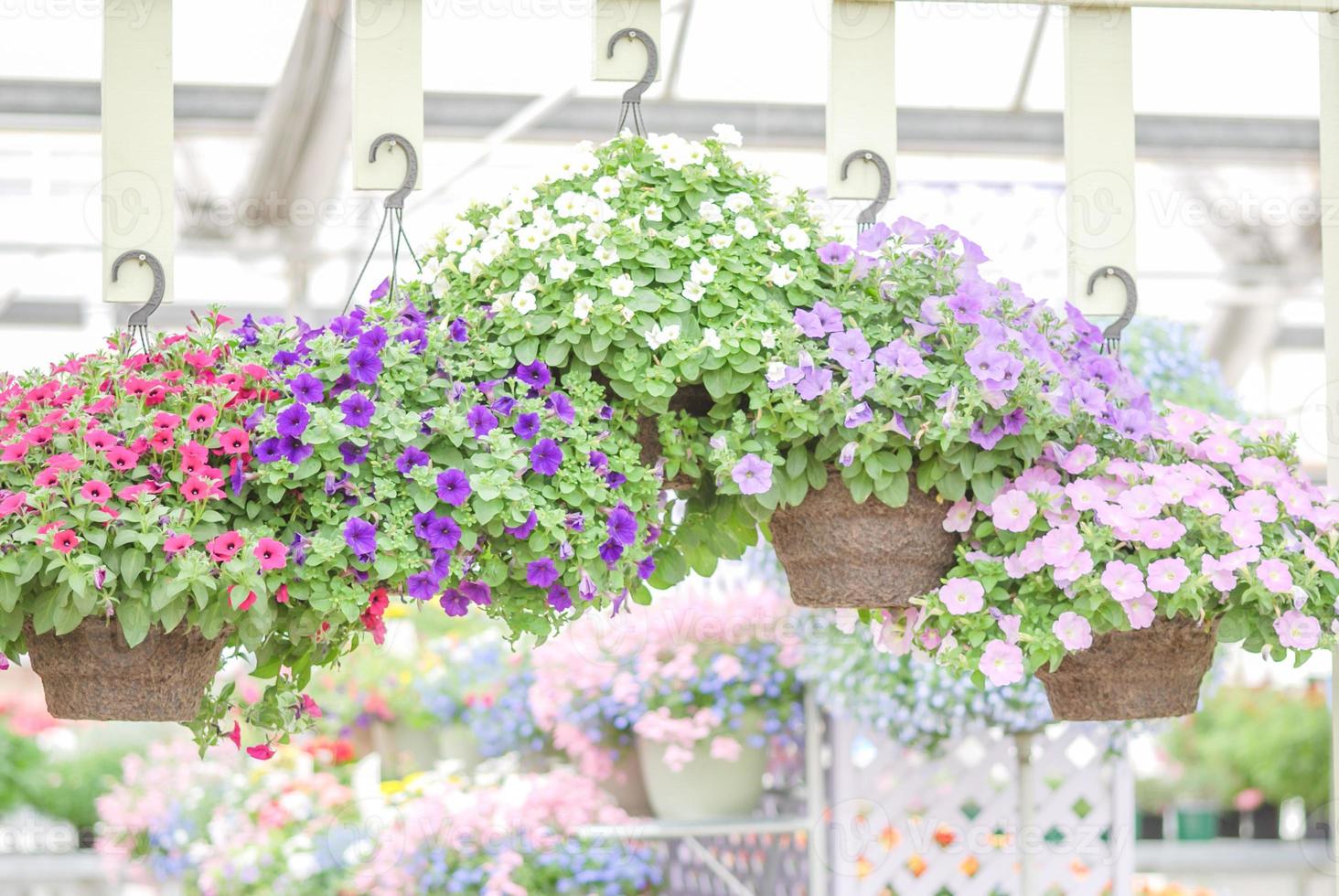 Colorful petunia flowers, Grandiflora is the most popular variety of petunia, with large single or double flowers that form mounds of colorful solid, striped, or variegated blooms. photo