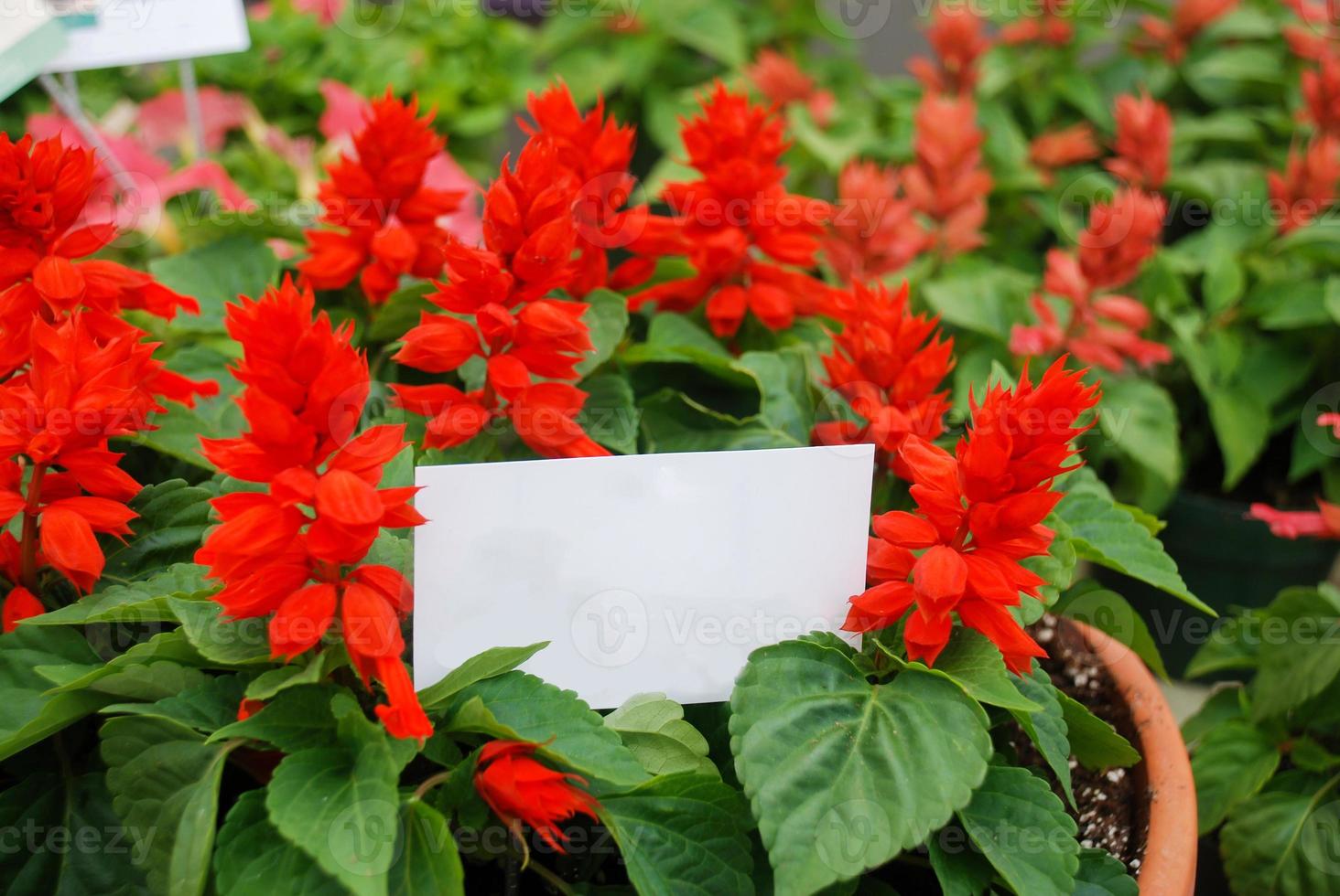 Red Salvia Splendens, flower pot plants in the black tray. photo