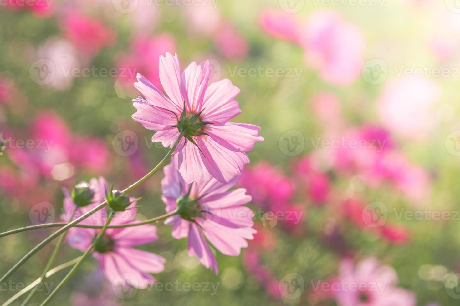 enfoque suave y selectivo del cosmos, flor borrosa para el fondo, plantas coloridas foto