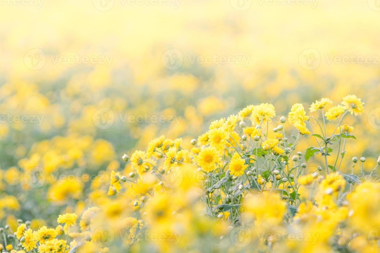flores de crisantemo amarillo, crisantemo en el jardín. flor borrosa para el fondo, plantas coloridas foto
