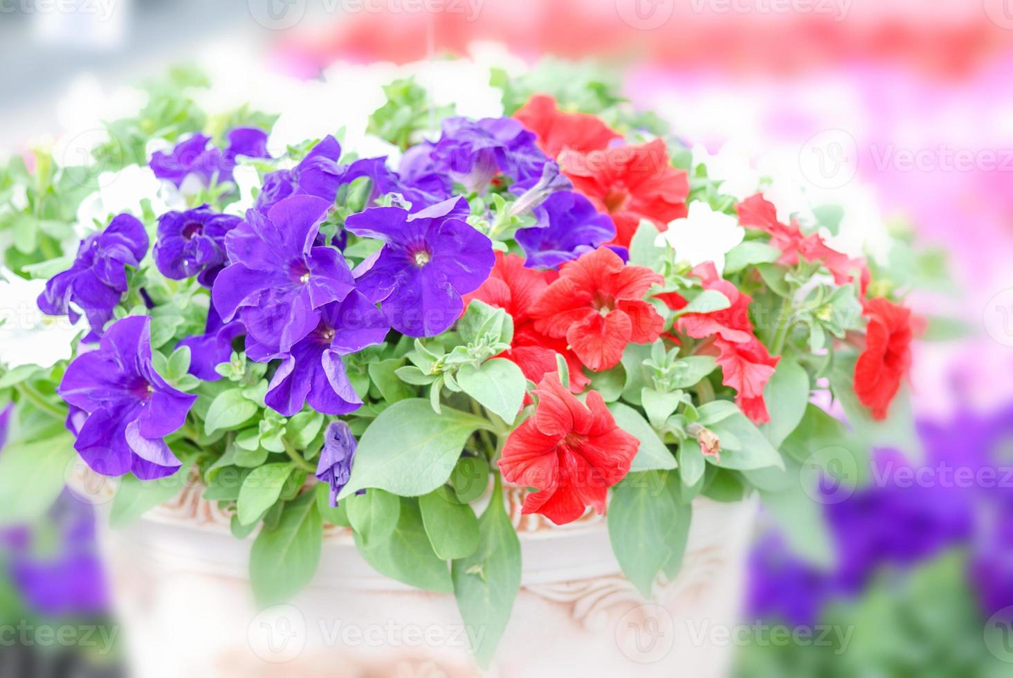 Colorful petunia flowers, Grandiflora is the most popular variety of petunia, with large single or double flowers that form mounds of colorful solid, striped, or variegated blooms. photo