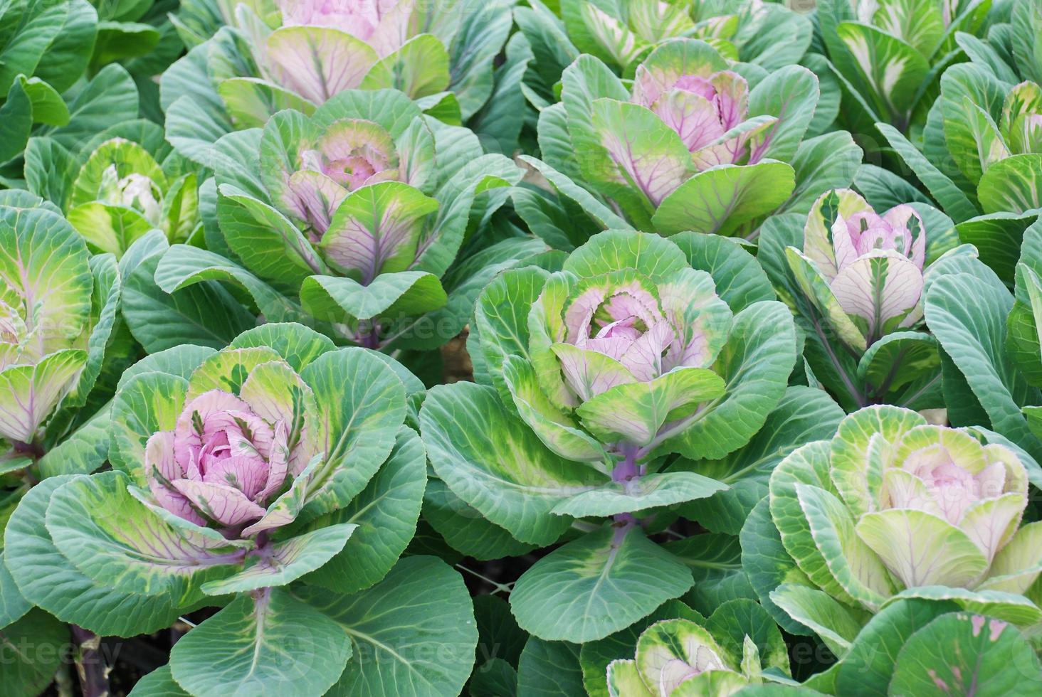 Ornamental cabbage in botanical garden, flowers and plants, environment photo