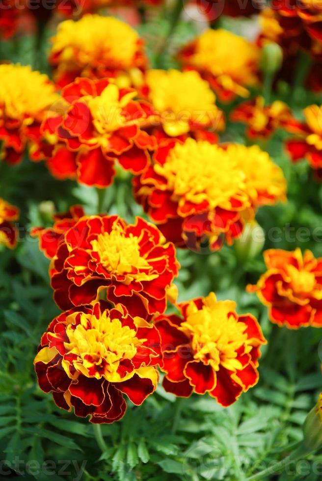 Tagetes patula french marigold in bloom, orange yellow flowers, green leaves photo