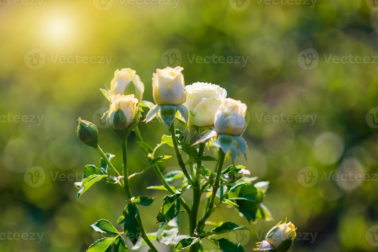 Rose and warm light in garden background , beautiful moments of love and happy life. photo