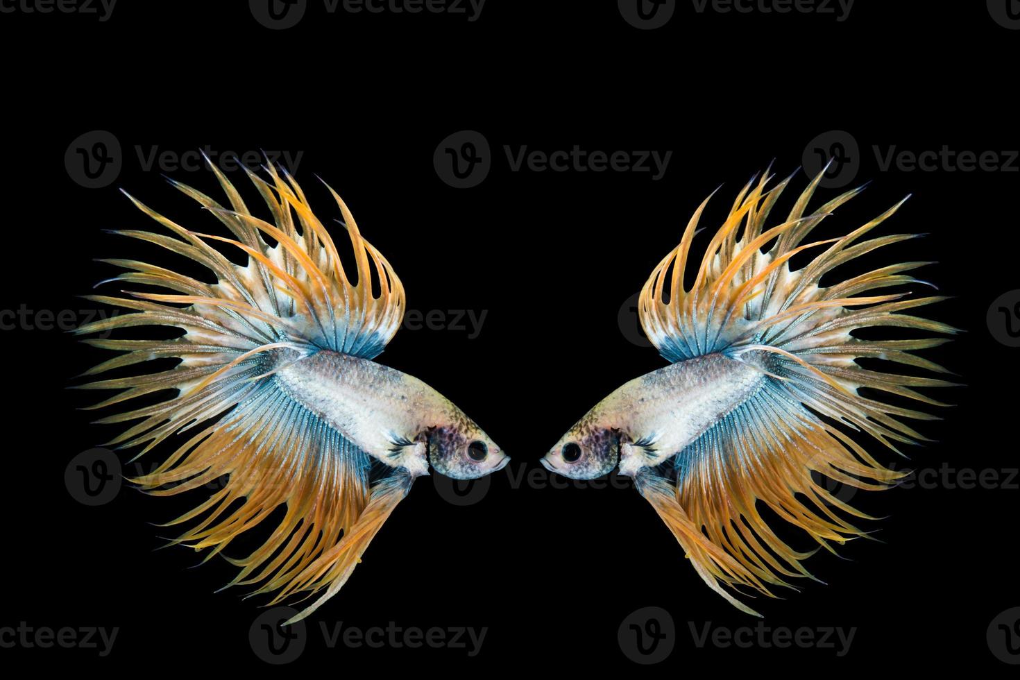 Yellow and blue betta fish, siamese fighting fish on black background photo