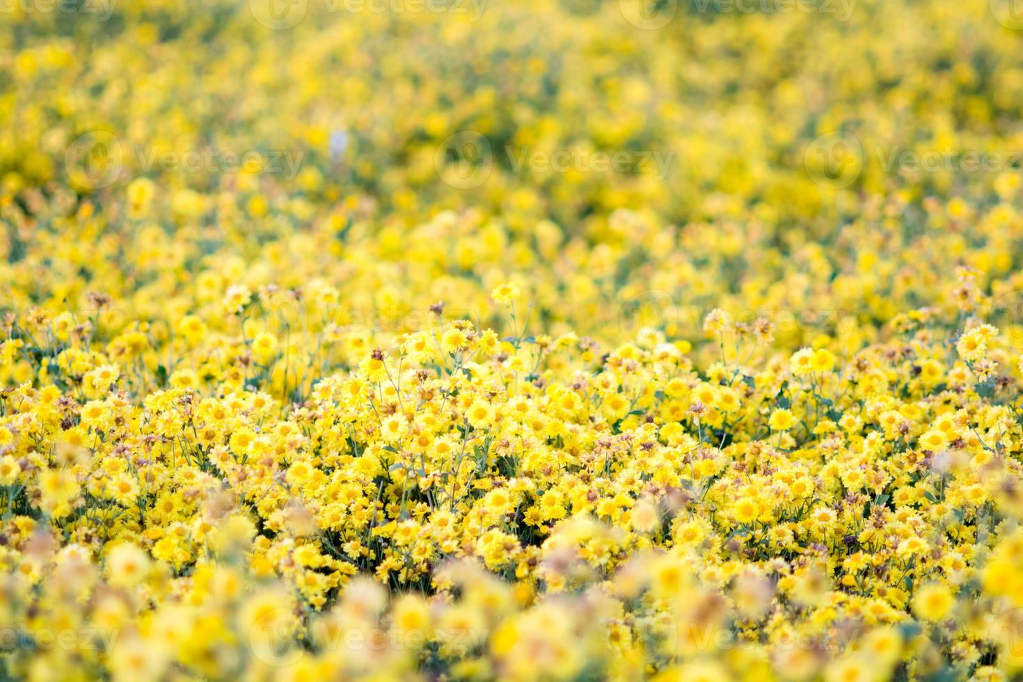 Yellow chrysanthemum flowers, chrysanthemum in the garden. Blurry flower for background, colorful plants photo