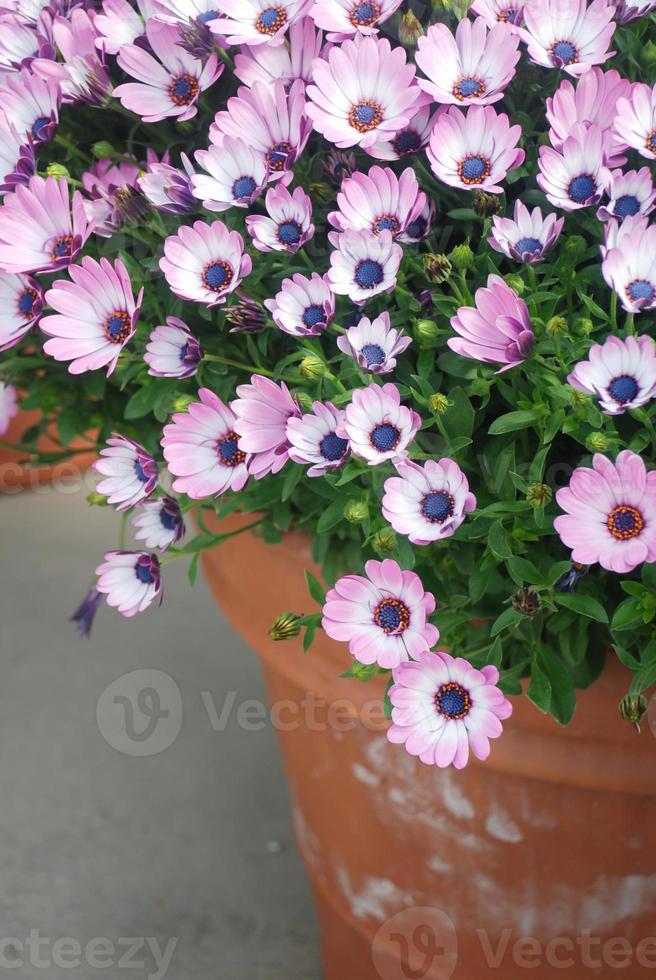 Orange osteospermum or dimorphotheca flowers in the flowerbed photo