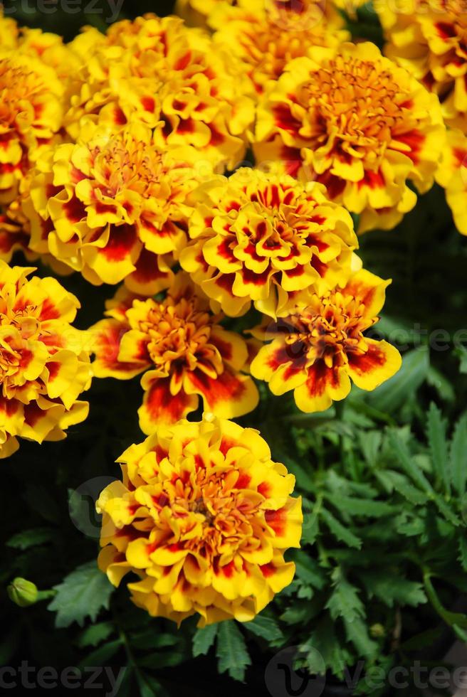 Tagetes patula french marigold in bloom, orange yellow flowers, green leaves photo