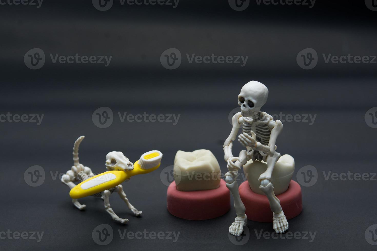 modelos de dientes de diferentes mandíbulas humanas con esqueleto foto