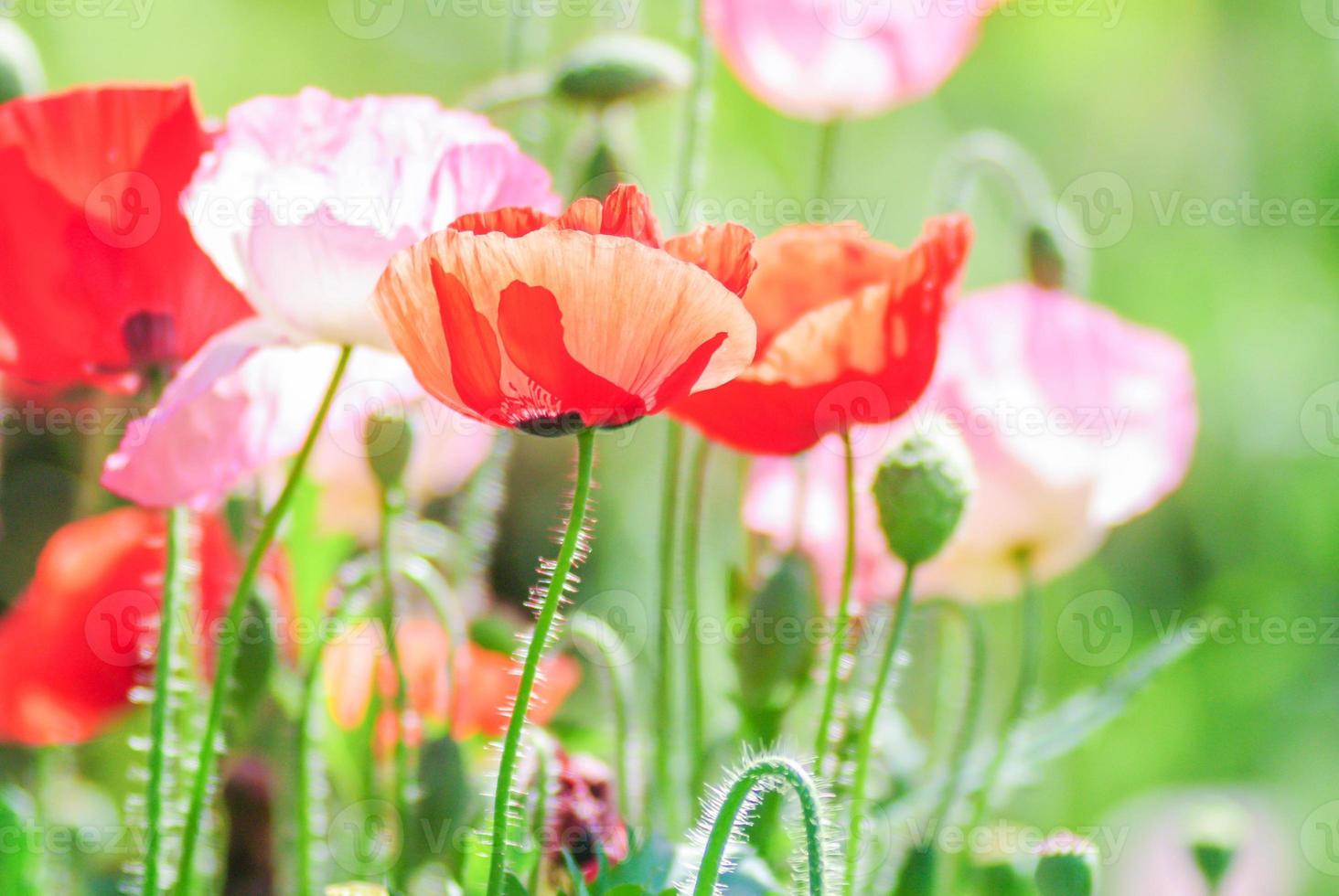 flores de amapola rojas y rosas en un campo, papaver rojo foto