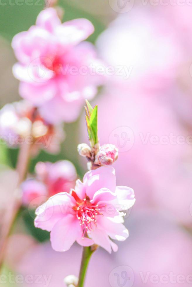 Pink Cherry Blosssom with pink background photo