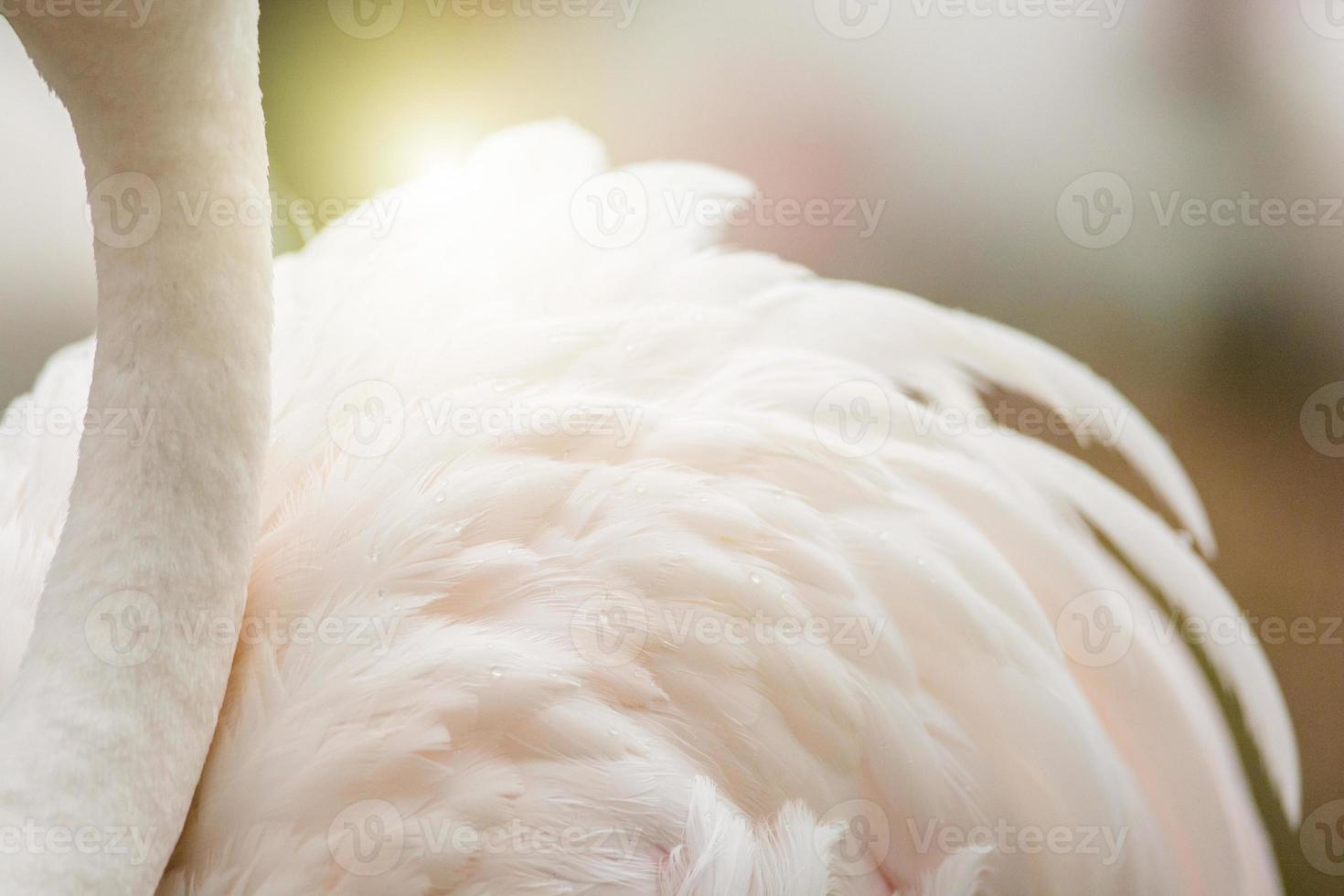 cuello de flamenco y fondo de plumas, tiene un hermoso colorido de plumas. flamenco mayor, phoenicopterus roseus foto