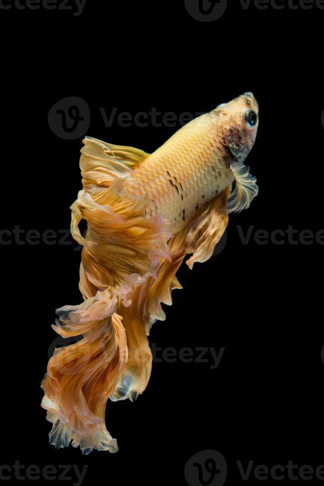 Yellow gold betta fish, siamese fighting fish on black background photo