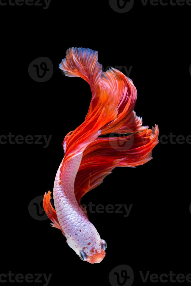 Pink and red betta fish, siamese fighting fish on black background photo