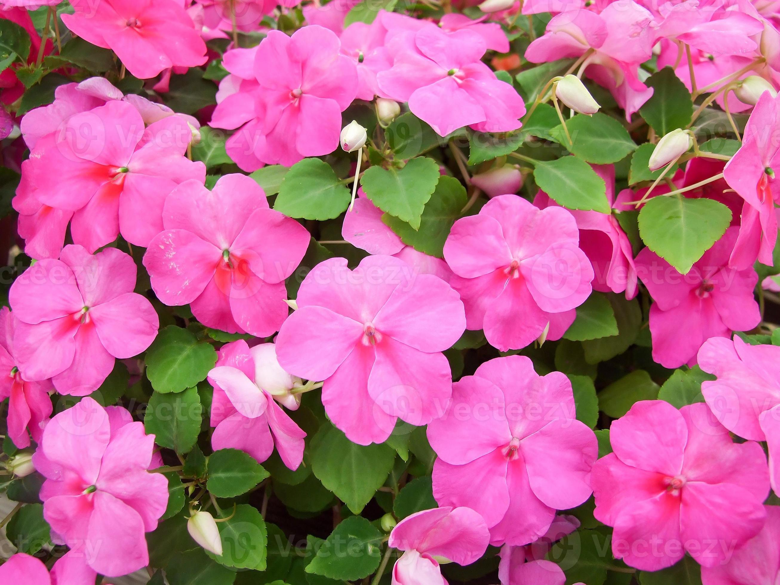 pink impatiens, scientific name Impatiens walleriana flowers also