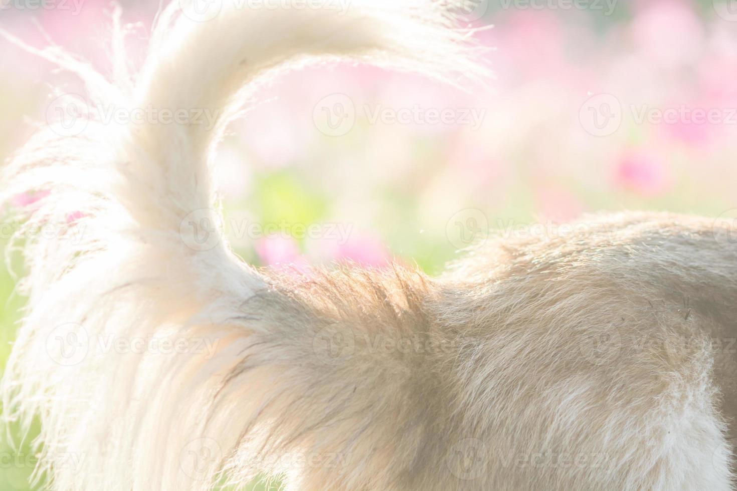 Blurry dog and flower for background photo