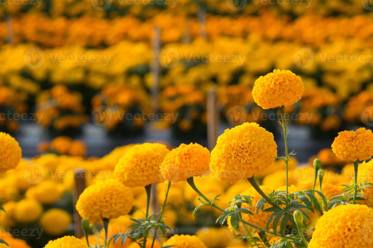Orange Marigolds flower fields, selective focus photo