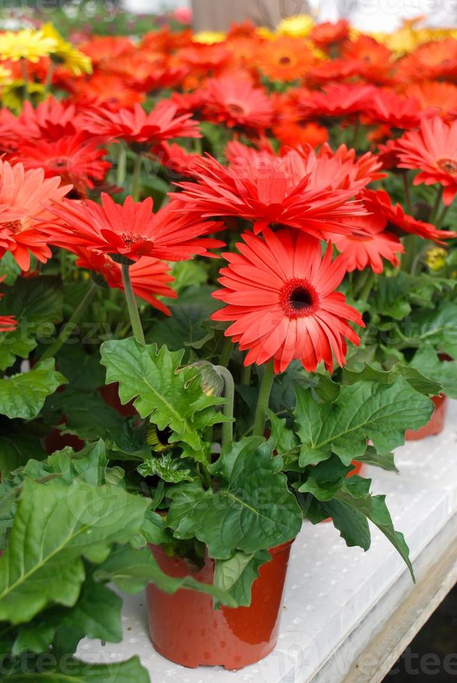 Red colour Gerbera daisy. Gerbera plant in pot on the table. photo