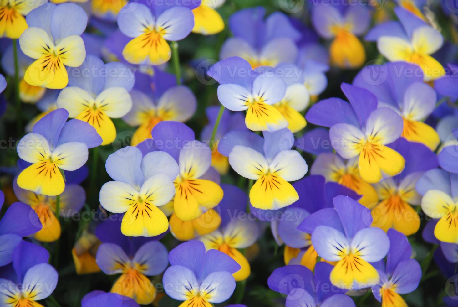 Yellow and Blue Flower Pansies closeup of colorful pansy flower, pot plant. photo