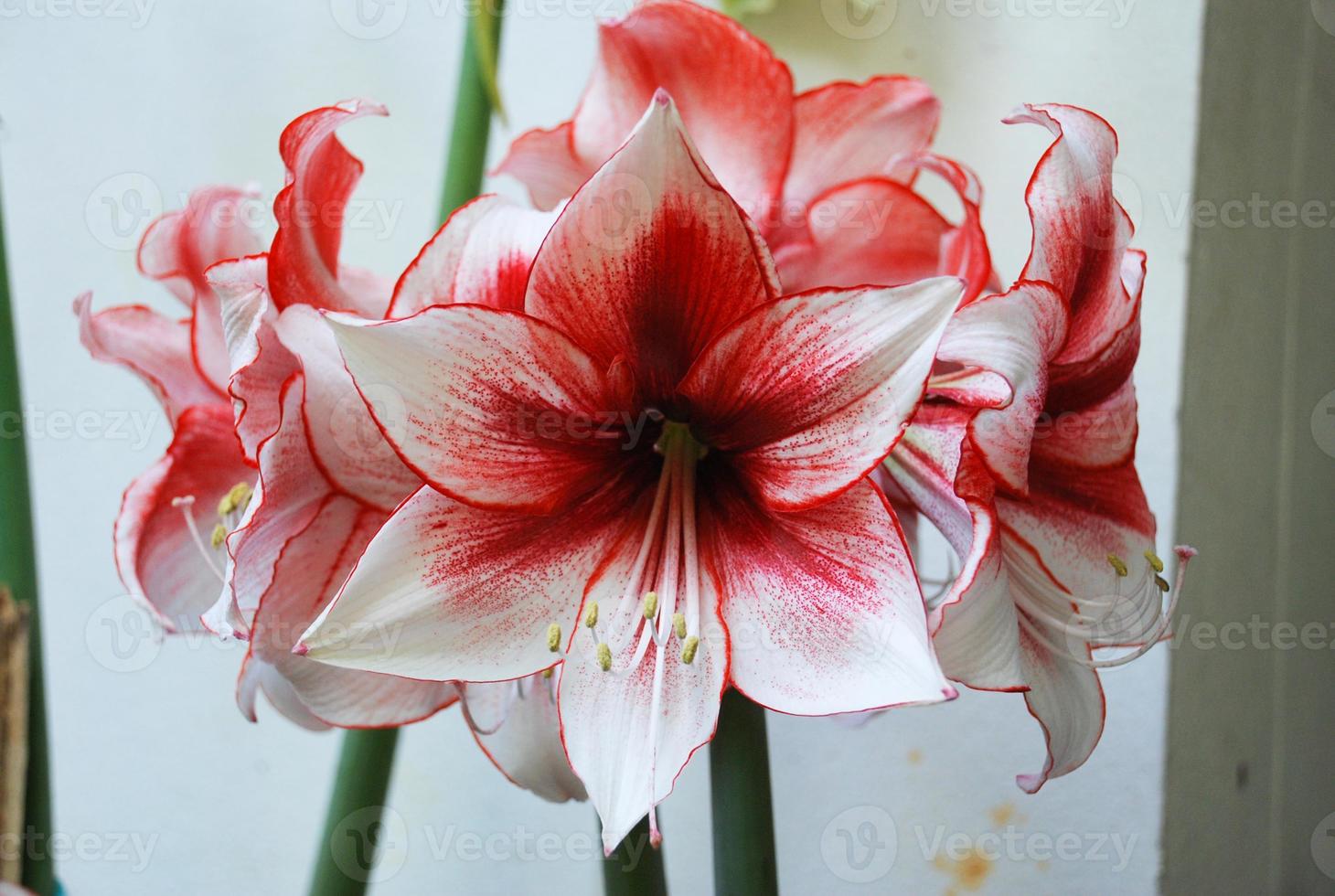 Amarylis flower, full bloom in a tropical botanical garden. Hippeastrum Amaryllis photo