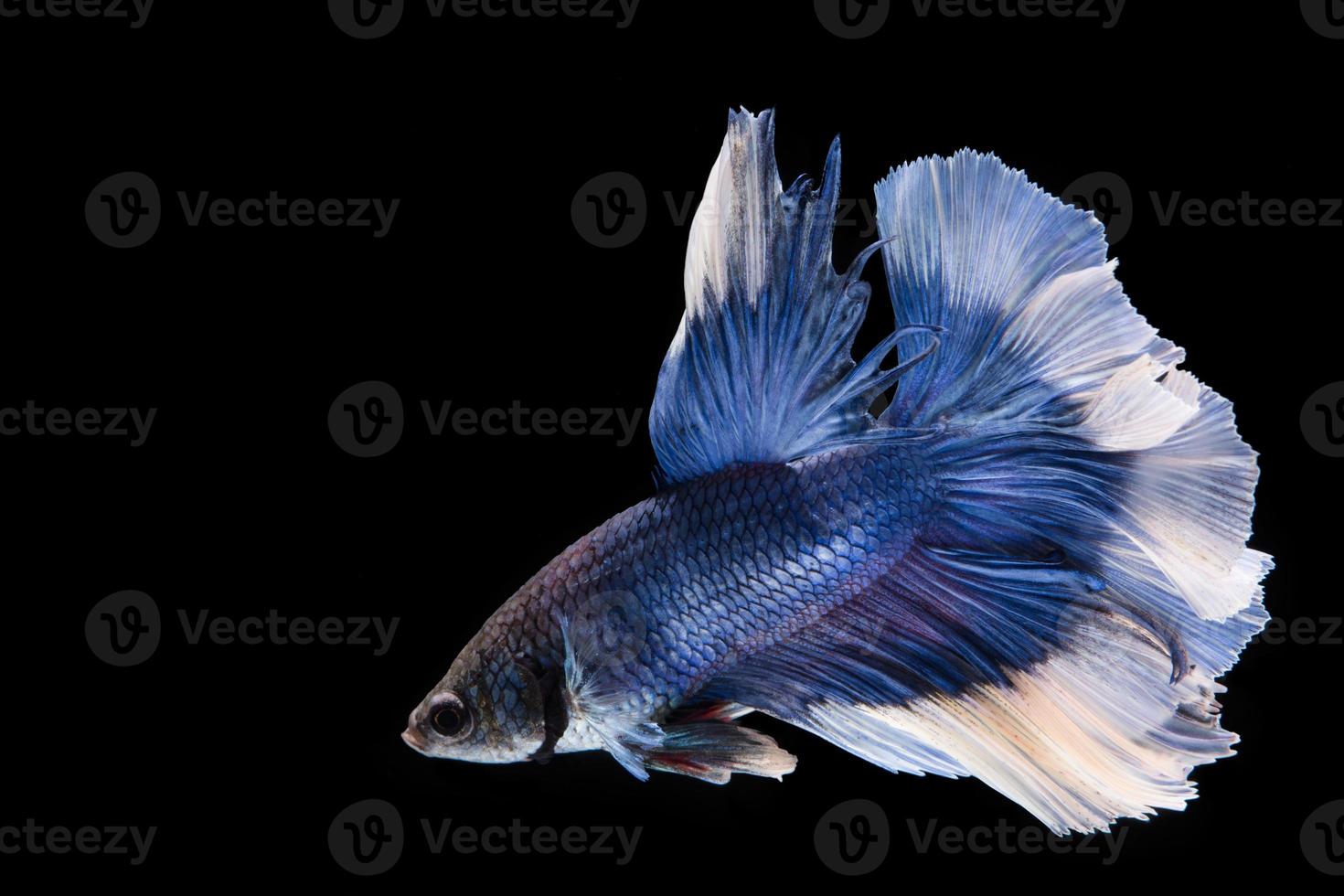 pez betta azul y blanco, pez luchador siamés sobre fondo negropez betta azul y blanco, pez luchador siamés sobre fondo negro foto