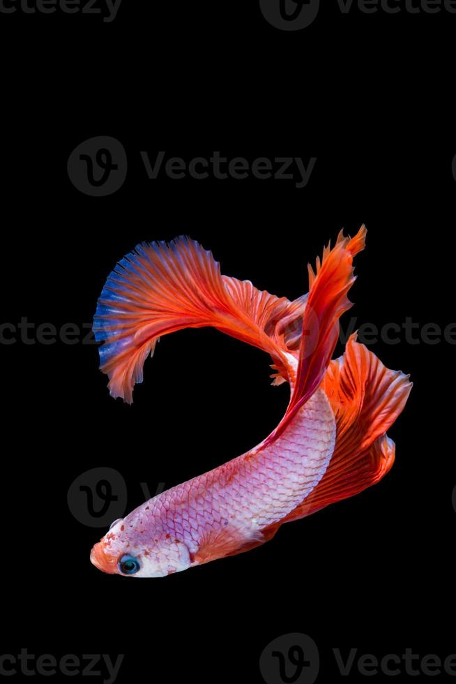 pez betta rosa y rojo, pez luchador siamés sobre fondo negro foto