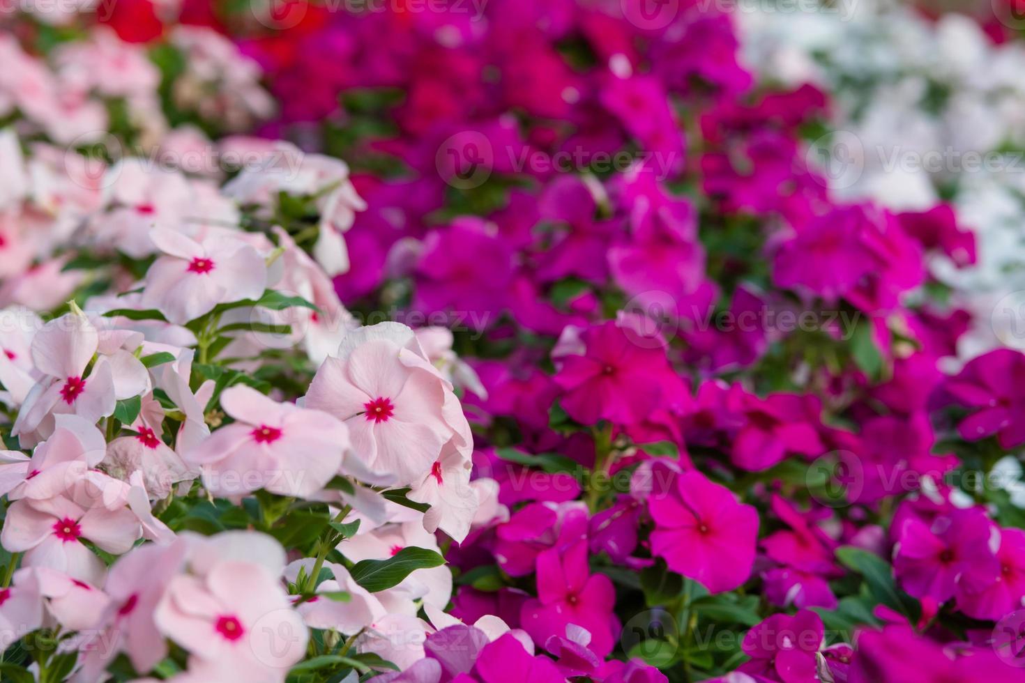 Vinca rosea flowers blossom in the garden, foliage variety of colors flowers, selective focus photo