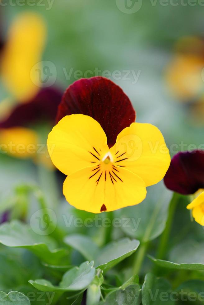 Yellow and Black Flower Pansies closeup of colorful pansy flower photo