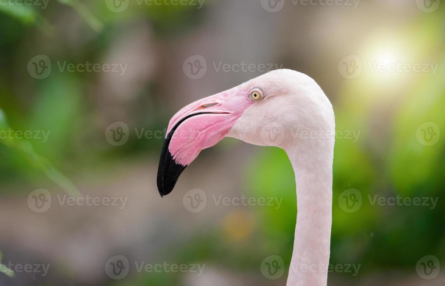 Pink Flamingo-close up, it has a beautiful coloring of feathers. Greater flamingo, Phoenicopterus roseus photo