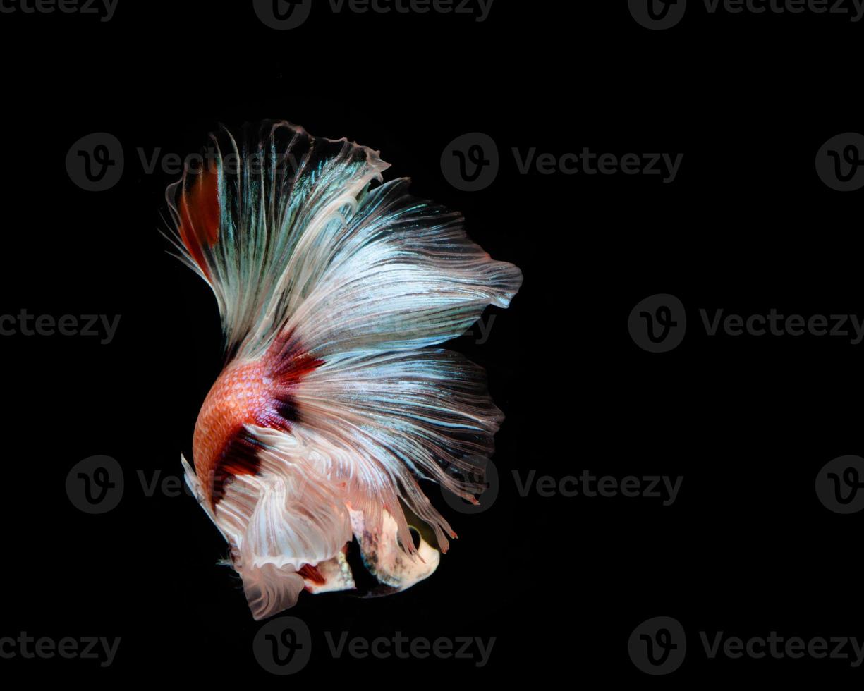 Multi-color betta fish, siamese fighting fish on black background photo