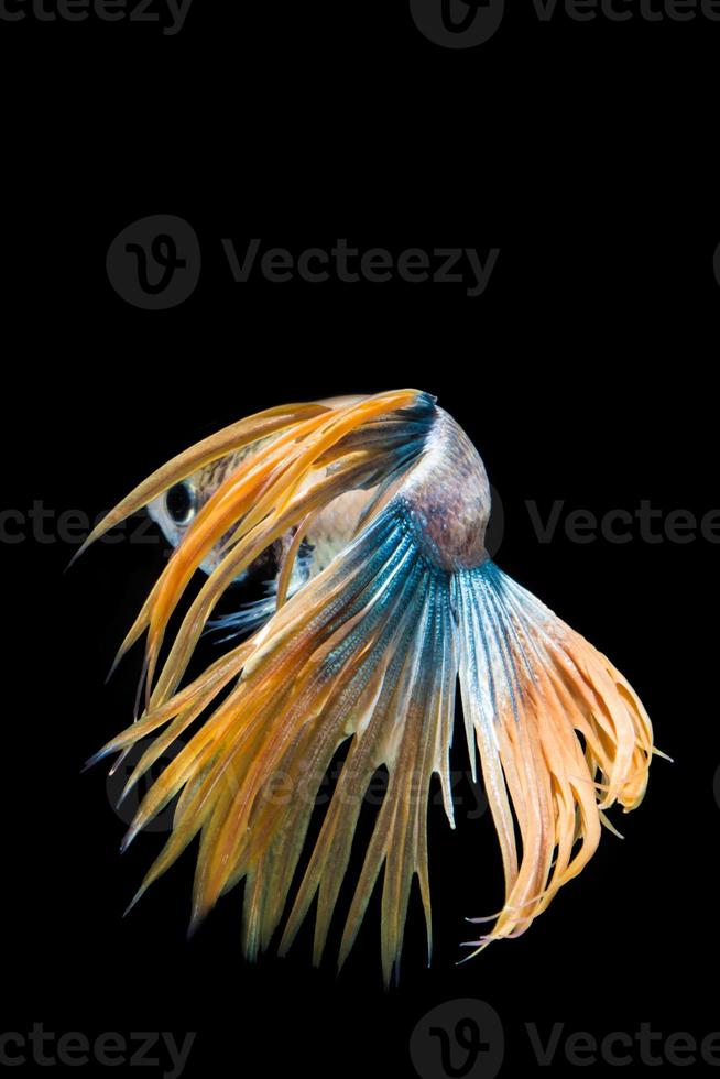 Multi-color betta fish, siamese fighting fish on black background photo