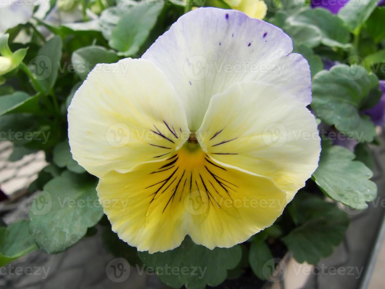 flor de color amarillo claro - pensamientos primer plano de una colorida  flor de pensamiento 7129491 Foto de stock en Vecteezy