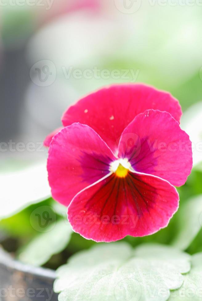 Red Pansies closeup of colorful pansy flower photo