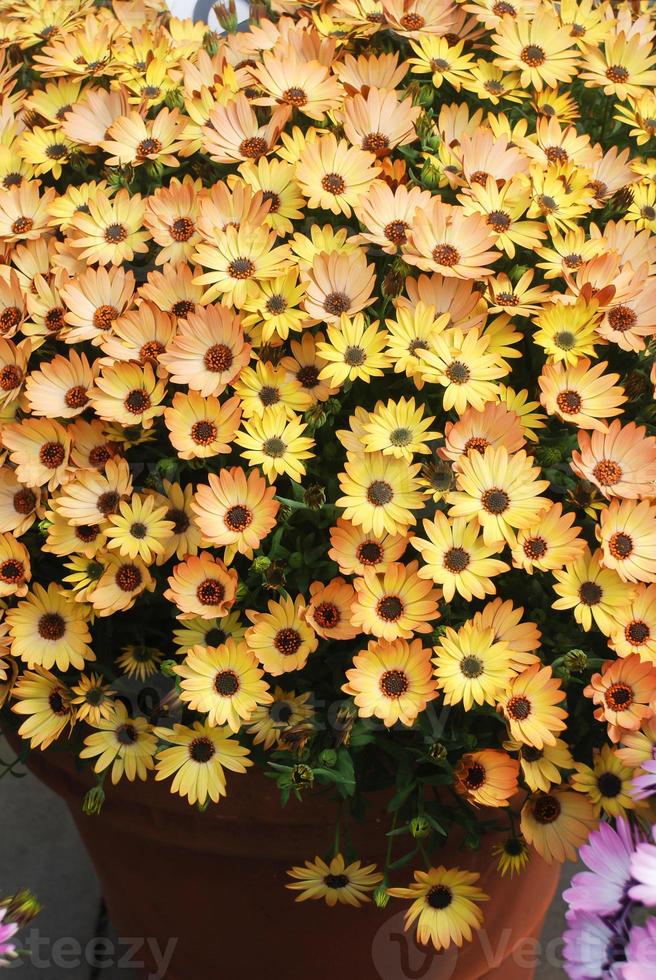 Orange osteospermum or dimorphotheca flowers in the flowerbed photo