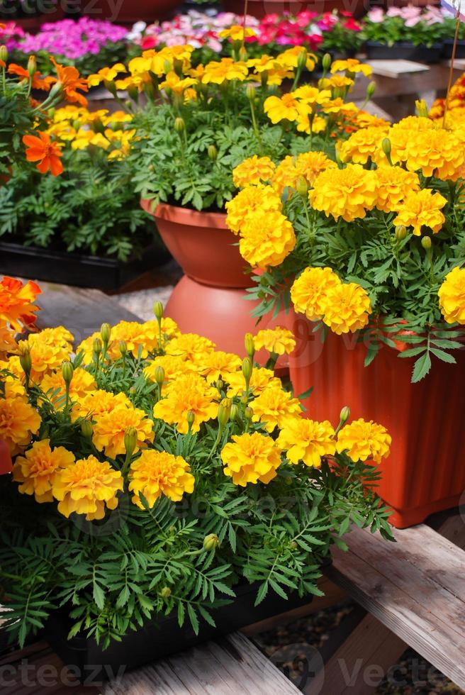 tagetes patula caléndula francesa en flor, flores de color amarillo anaranjado, hojas verdes foto