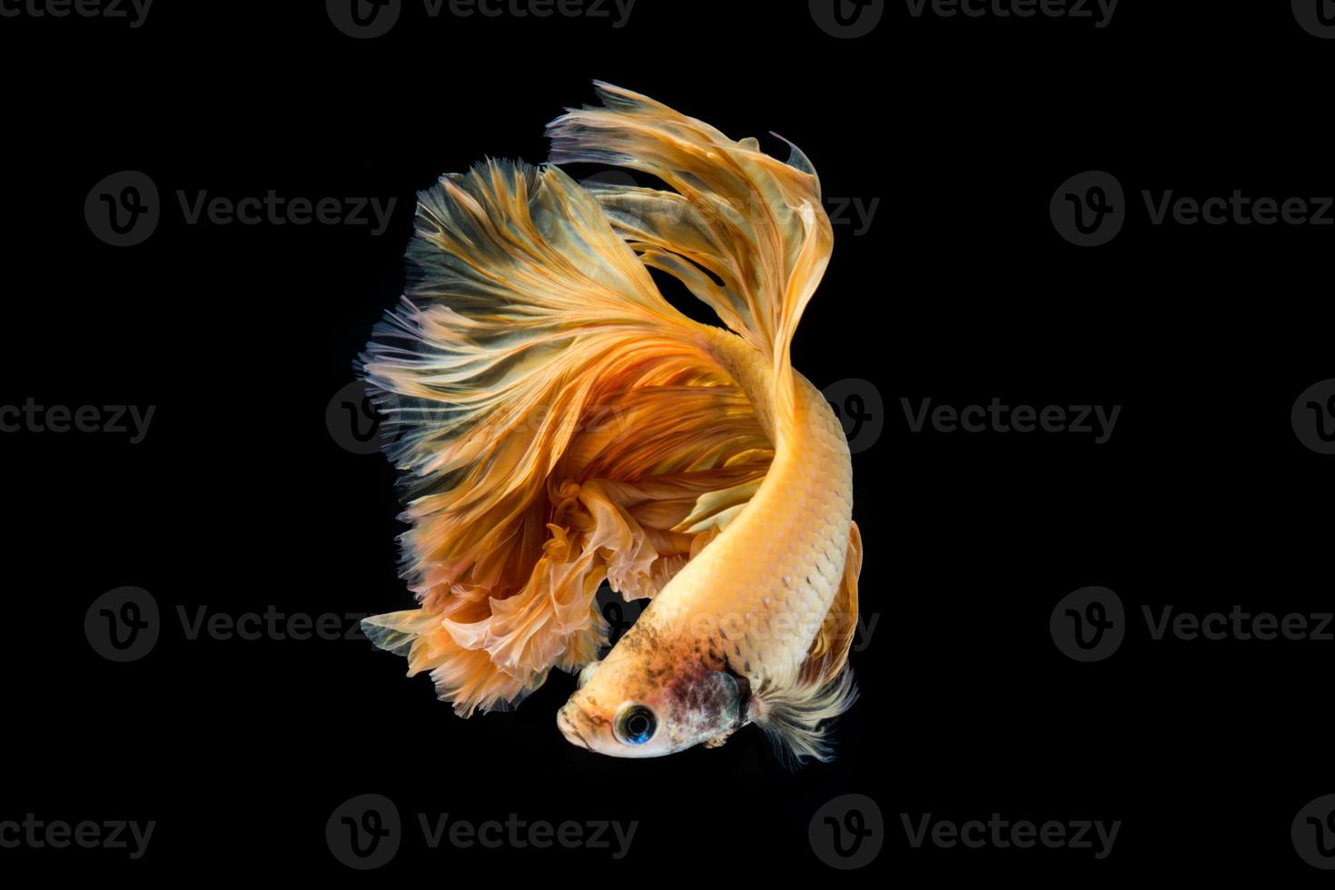 Yellow gold betta fish, siamese fighting fish on black background photo