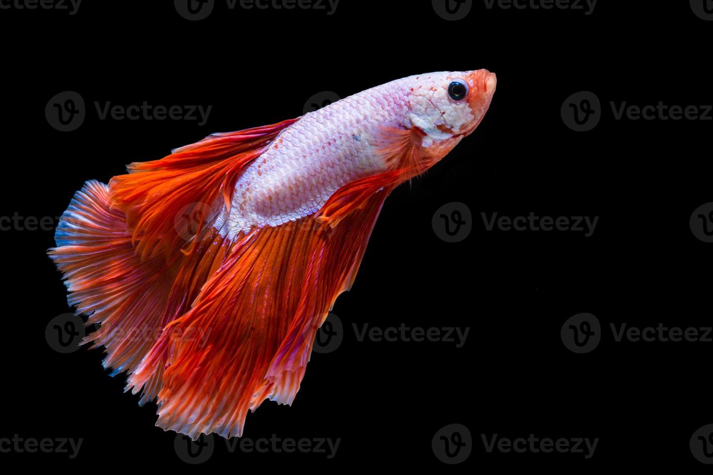 Pink and red betta fish, siamese fighting fish photo