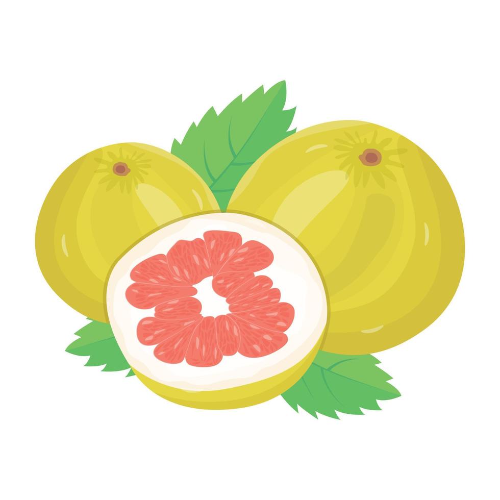 Citrus fruit, an isometric icon of pummelo vector