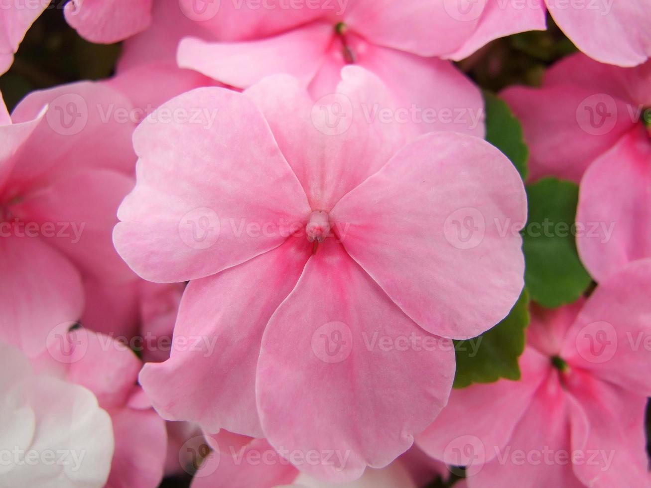 impatiens rosas, nombre científico impatiens walleriana flores también llamadas bálsamo foto