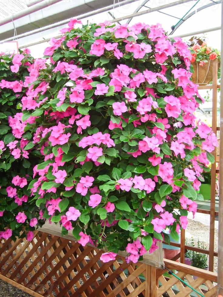 impatiens rosas, lizzie ocupada, nombre científico impatiens walleriana flores también llamadas bálsamo foto