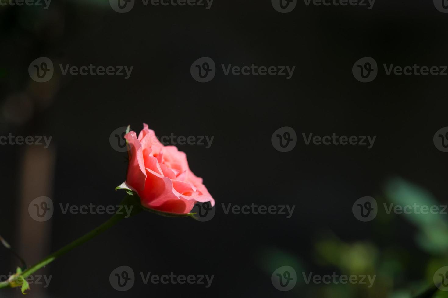 Rose and warm light in garden background , beautiful moments of love and happy life. photo