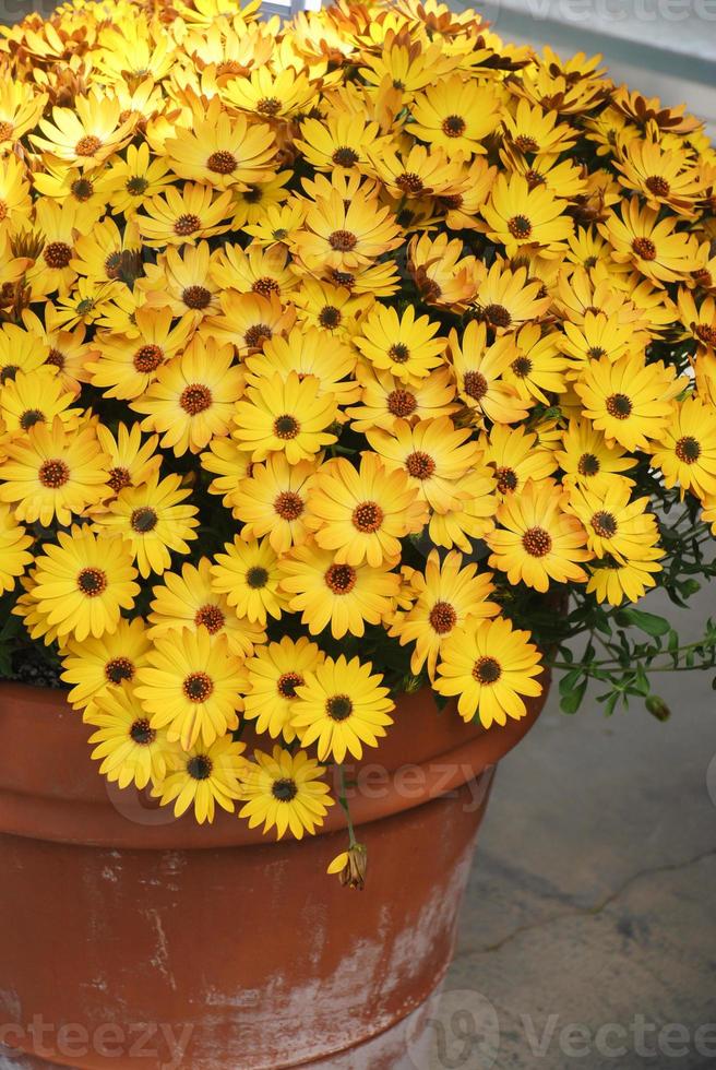 osteospermum naranja o dimorphotheca flores en el macizo de flores foto