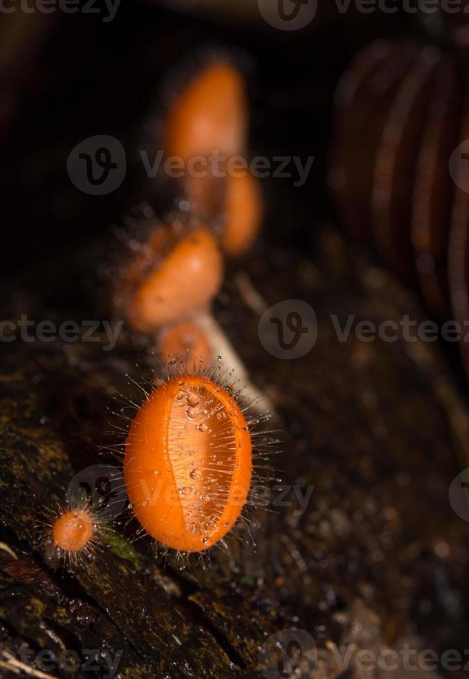 Orange mushroom, champagne mushroom in rain forest. photo