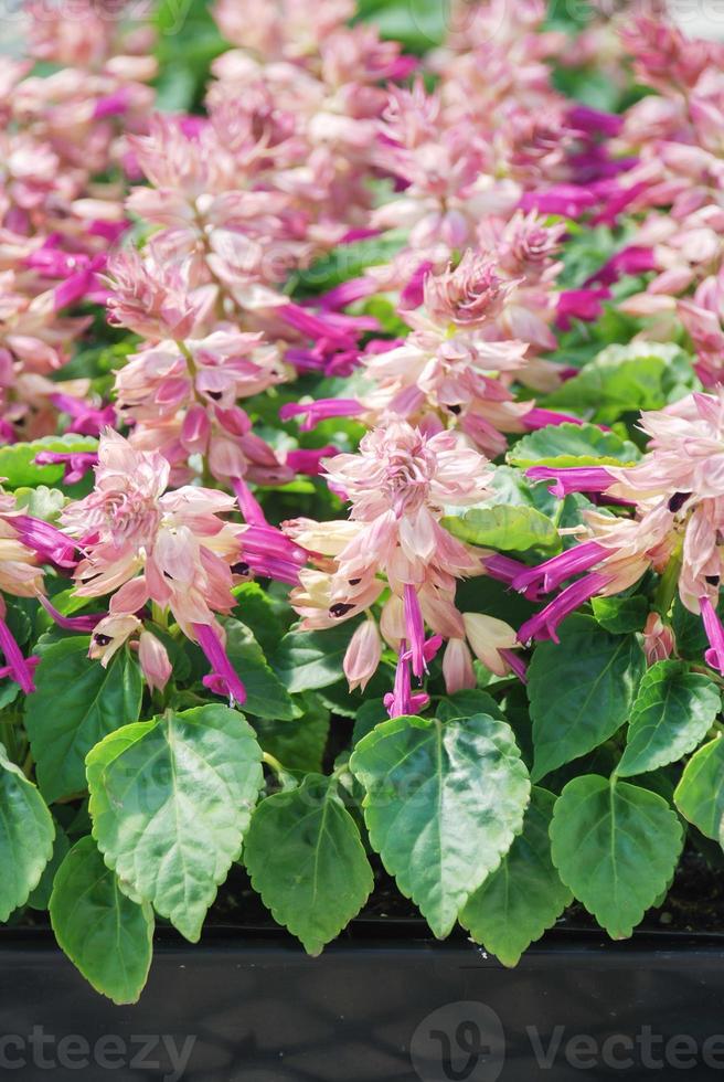 púrpura bicolor salvia splendens, plantas de maceta de flor púrpura foto