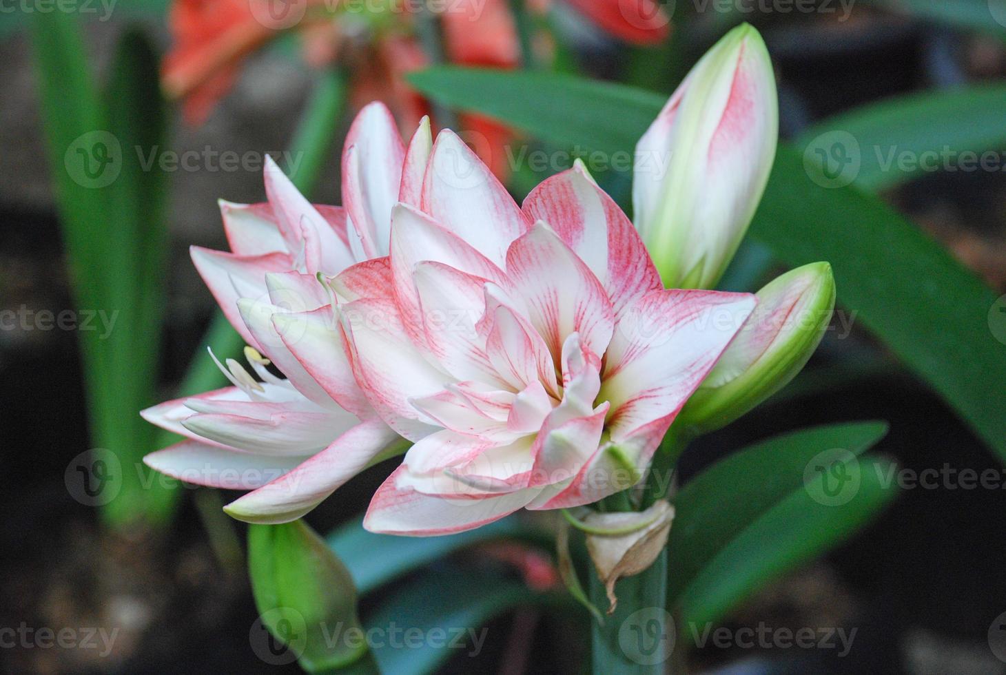 Amarylis flower, full bloom in a tropical botanical garden. Hippeastrum Amaryllis photo