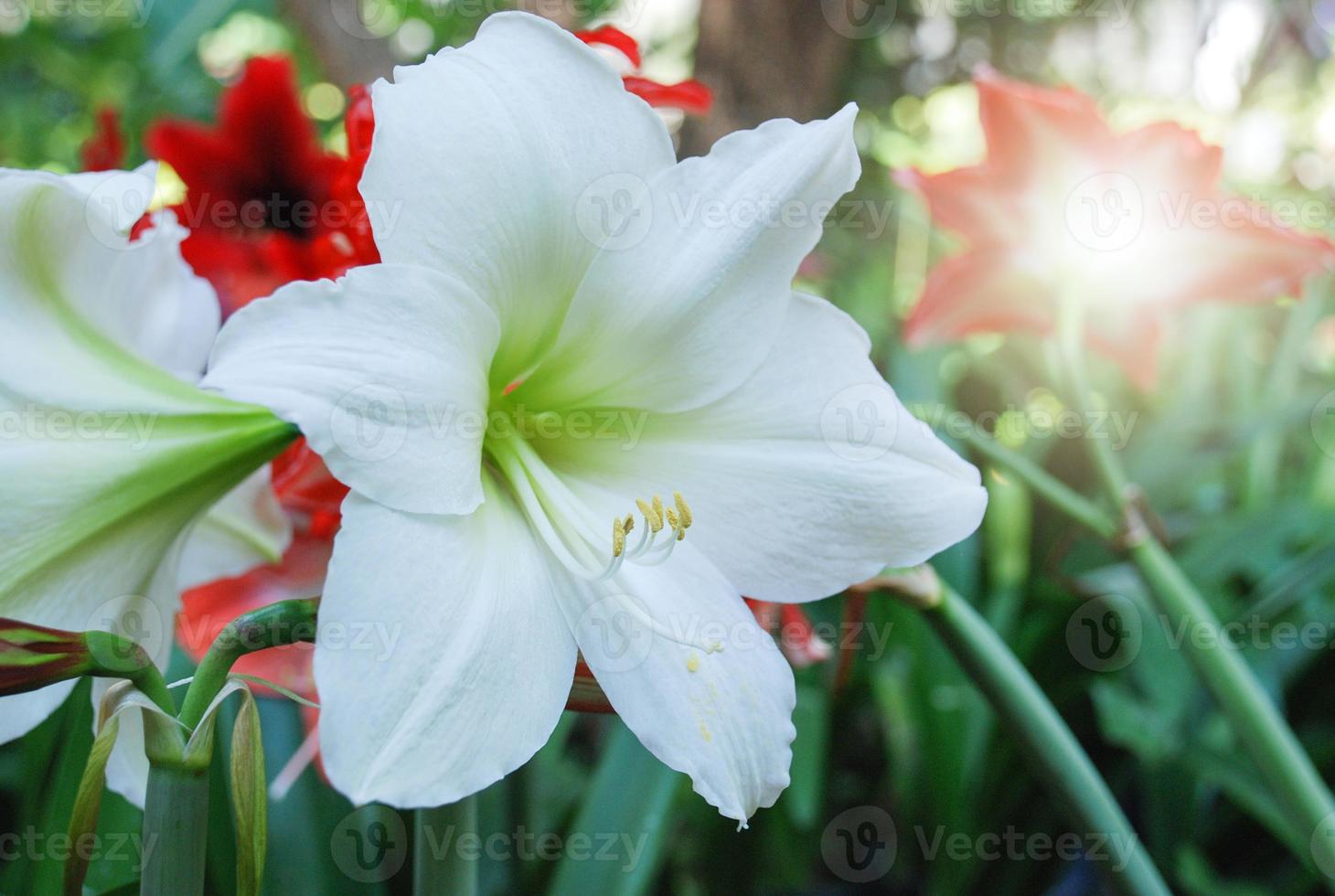 Amarylis flower, full bloom in a tropical botanical garden. Hippeastrum Amaryllis photo