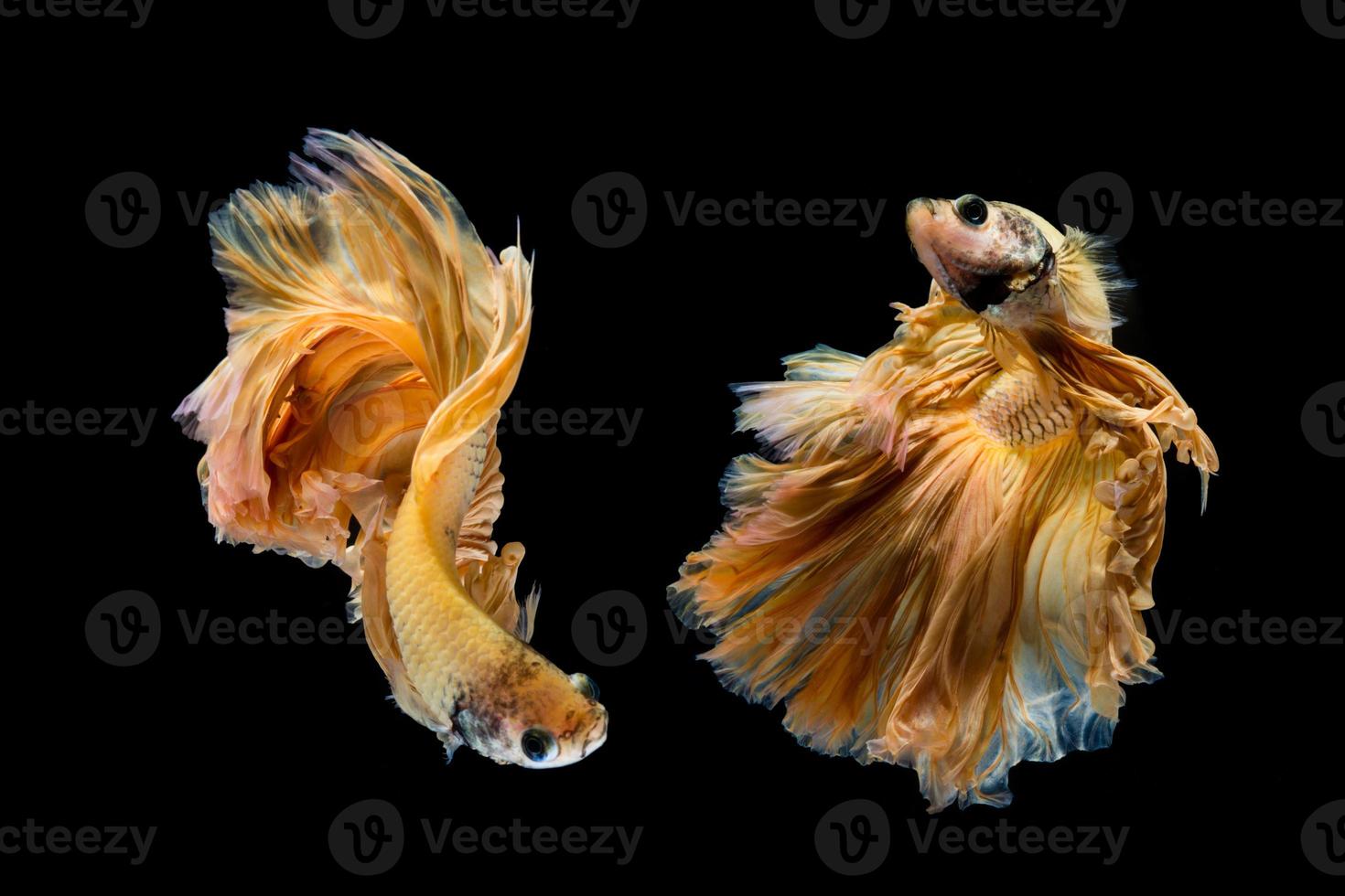 Yellow gold betta fish, siamese fighting fish on black background photo