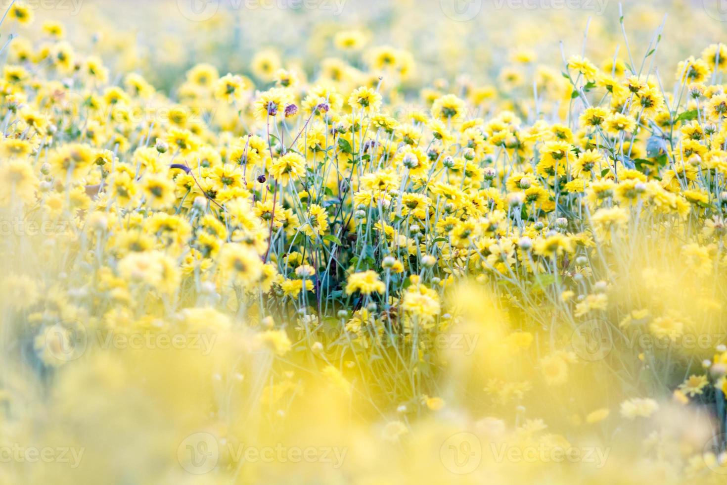Yellow chrysanthemum flowers field photo